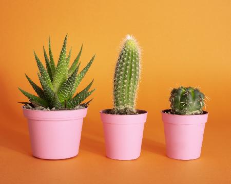 Kaktus.2