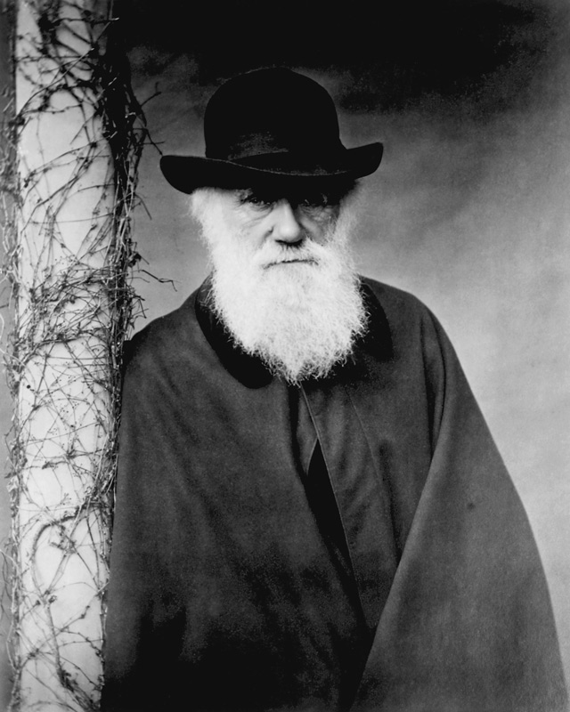 Portrait of Charles Darwin (1809-82) 1881 (b/w photo)  von Julia Margaret Cameron