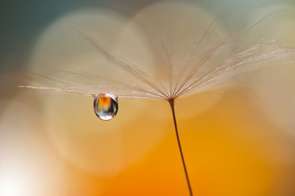 Kleine Nachtmusik ... von Juliana Nan