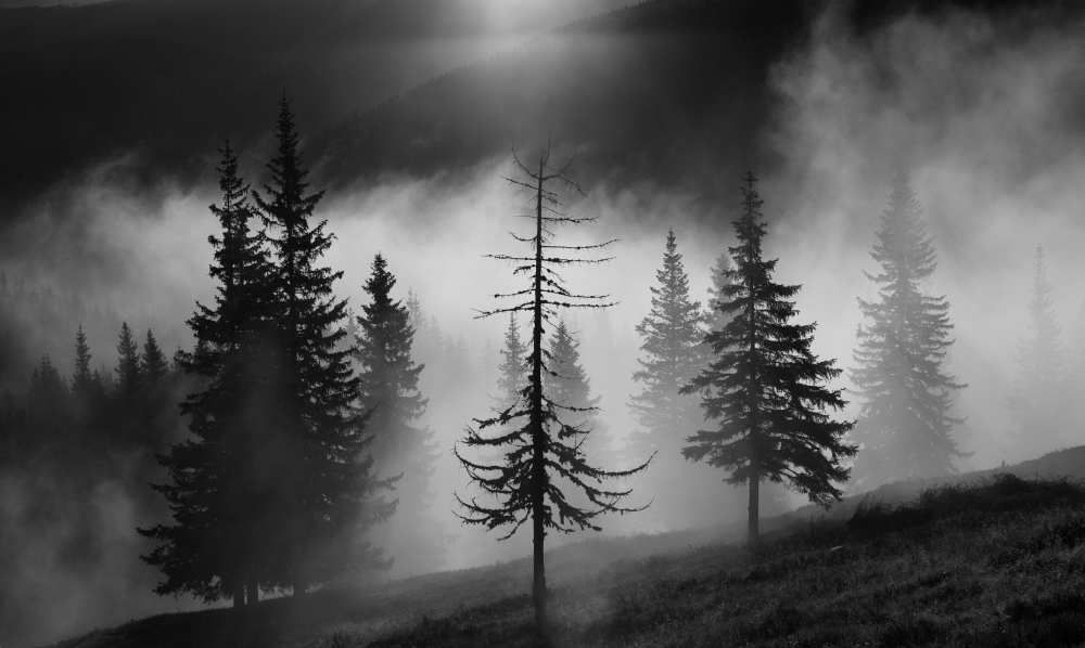Misty forest von Julien Oncete