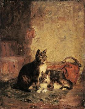 Cats 1883