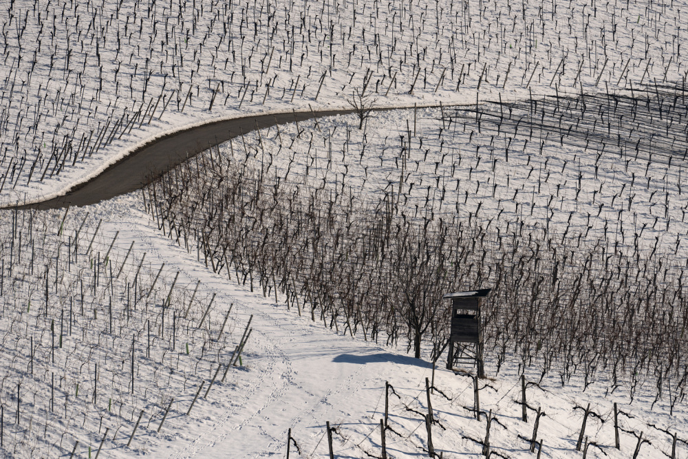 Winterliche Weinberge von Jure Kravanja