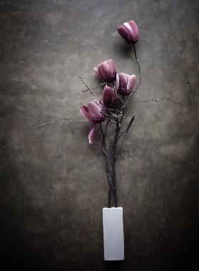 Die lila Tulpe