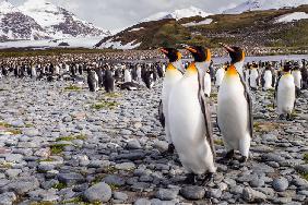 Penguins of Salisbury Plain