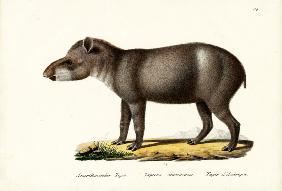 American Tapir 1824
