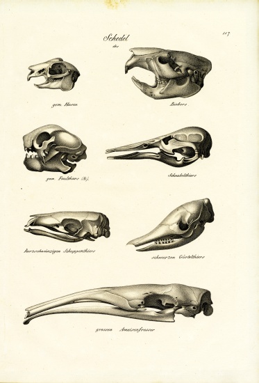 Animal Skulls von Karl Joseph Brodtmann