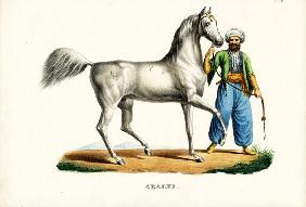 Arab Horse 1824