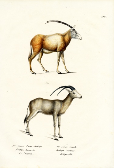 Arabian Oryx von Karl Joseph Brodtmann
