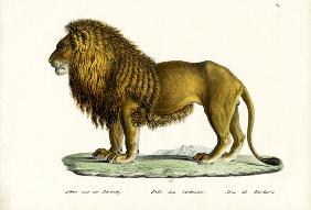 Barbary Lion 1824