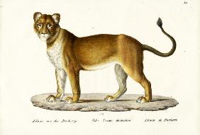 Barbary Lioness 1824