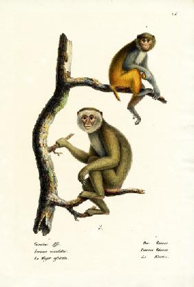 Barbary Macaque 1824