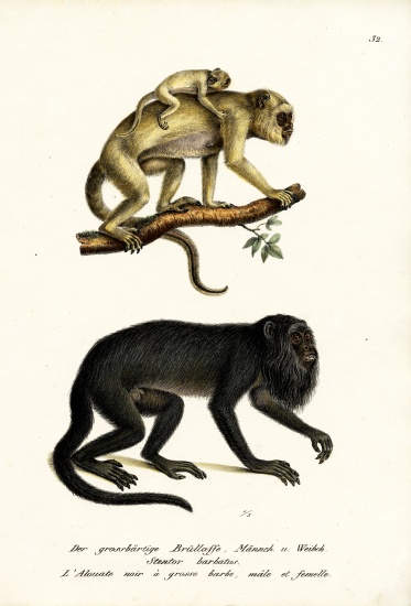 Black Howler Monkeys von Karl Joseph Brodtmann