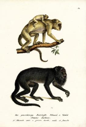Black Howler Monkeys 1824