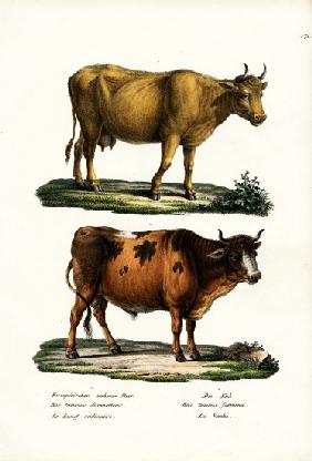 Cattle 1824