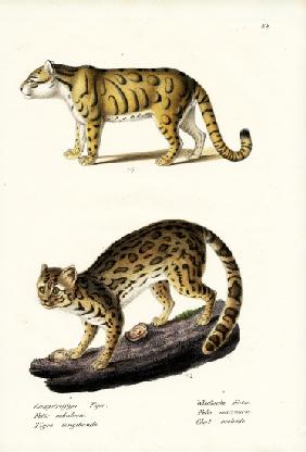 Clouded Leopard 1824