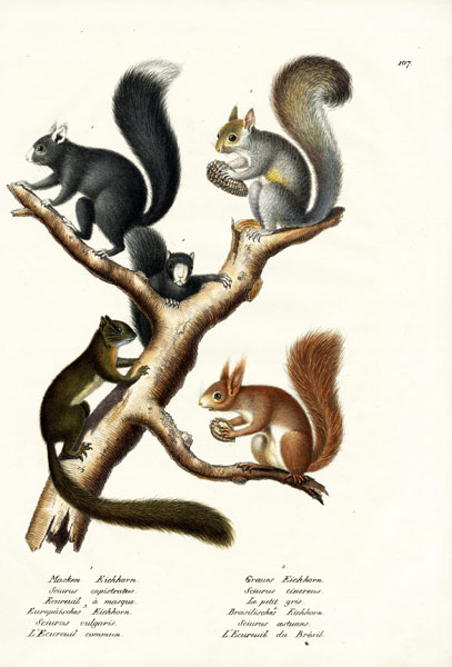 Different Kinds Of Squirrels von Karl Joseph Brodtmann