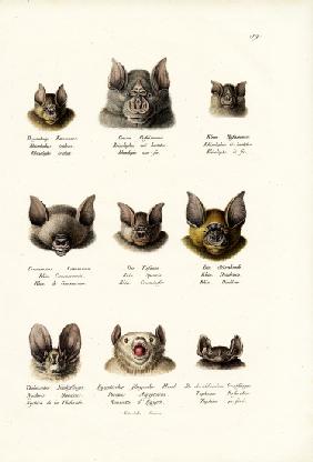 Different Kinds Of Bats 1824