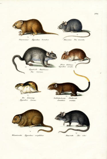 Different Kinds Of Mice von Karl Joseph Brodtmann