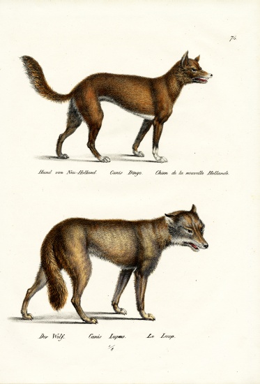 Dingo von Karl Joseph Brodtmann