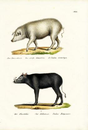 Domestic Pig 1824