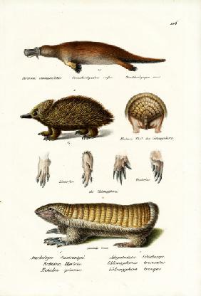 Duckbilled Platypus 1824