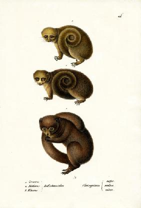 Dwarf Lemur 1824