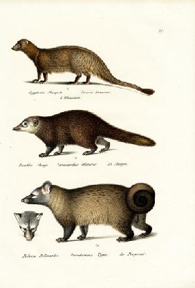 Egyptian Mongoose 1824