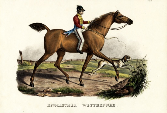 English Racer Horse von Karl Joseph Brodtmann
