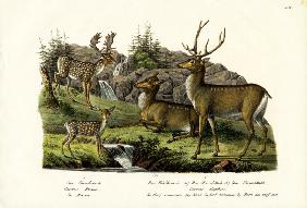 Fallow Deer 1824