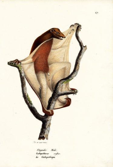 Flying Lemur von Karl Joseph Brodtmann