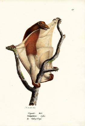 Flying Lemur 1824