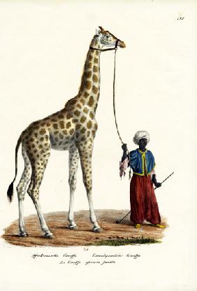 Giraffe 1824