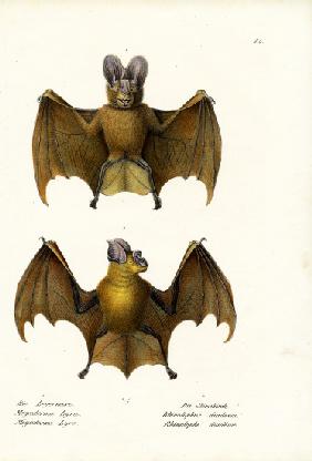 Greater False Vampire Bat 1824