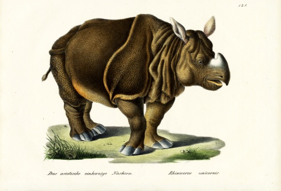 Greater Indian Rhinoceros von Karl Joseph Brodtmann