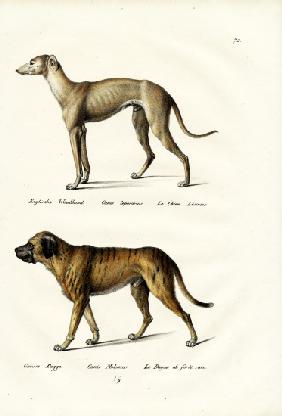 Greyhound 1824