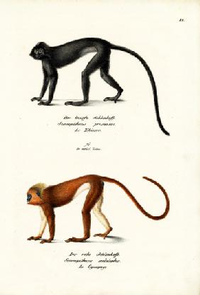 Hanuman Langur 1824