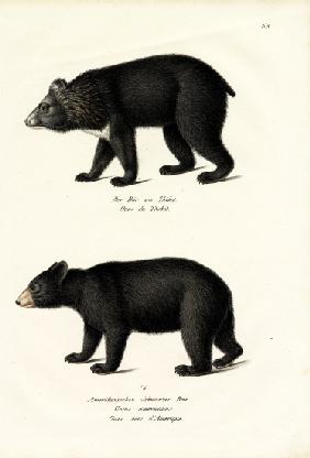 Himalayan Black Bear 1824