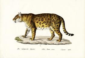 Jaguar 1824
