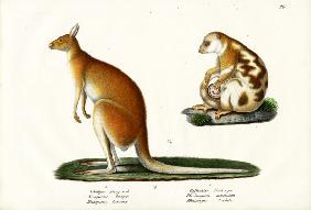 Kangaroo 1824