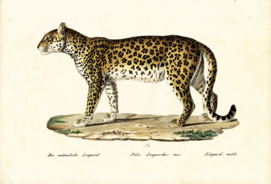 Leopard von Karl Joseph Brodtmann