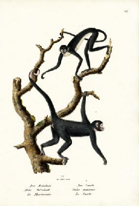 Long-Haired Spider Monkey 1824