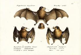 Long-Nosed Bat 1824