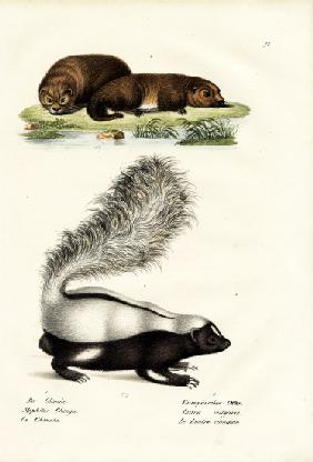 Molina'S Hog-Nosed Skunk 1824
