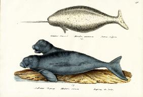 Narwhal 1824