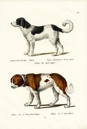 Newfoundland Dog 1824