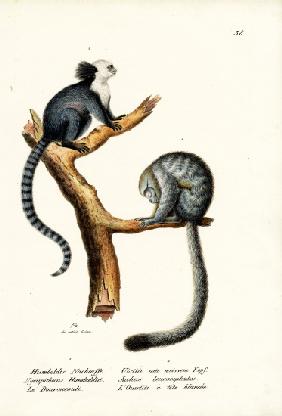 Nocturnal Monkey 1824