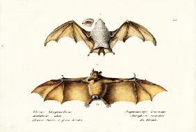 Northern Ghost Bat 1824