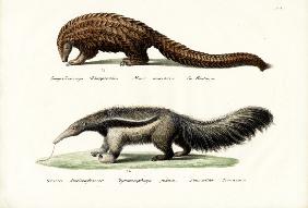 Pangolin Anteater 1824