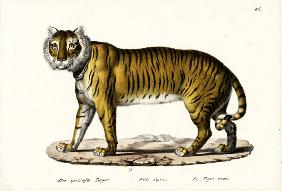 Royal Tiger 1824
