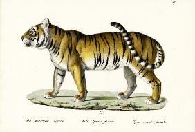 Royal Tiger 1824